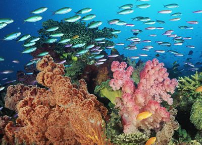 animals, fish, underwater, sealife - random desktop wallpaper