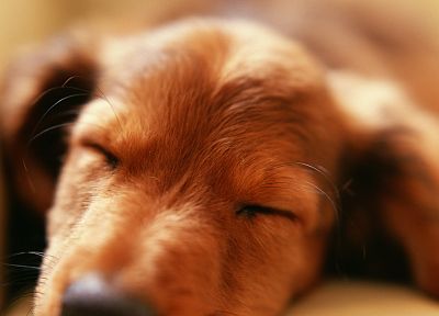 animals, dogs, puppies, dachshund - desktop wallpaper
