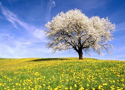 trees, flowers, meadows - duplicate desktop wallpaper