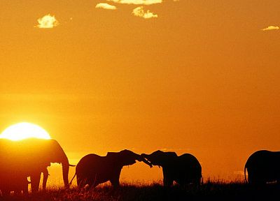 sunset, animals, silhouettes, mara, elephants, Africa, Kenya - related desktop wallpaper