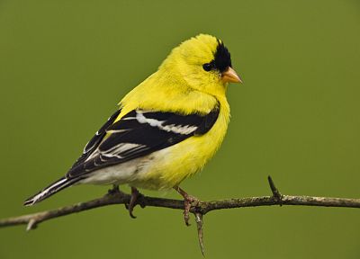 birds, Goldfinch, Finches - desktop wallpaper