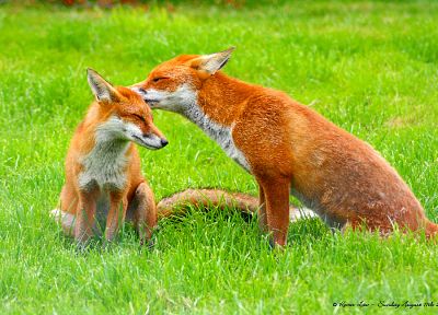 animals, grass, foxes - random desktop wallpaper
