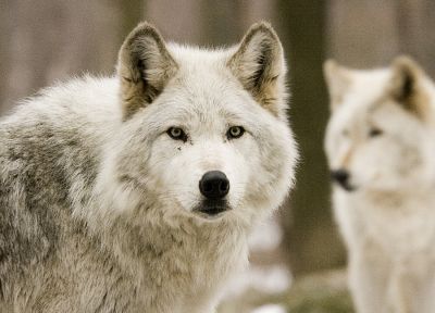white, animals, wolves - random desktop wallpaper