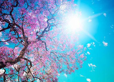 nature, cherry blossoms, flowers, spring, blossoms, sunlight, blue skies, sun flare - related desktop wallpaper