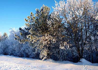 landscapes, nature, winter, snow, trees, white, frozen, Lithuania, ttic24 - desktop wallpaper