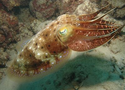 sepia, cuttlefish - related desktop wallpaper