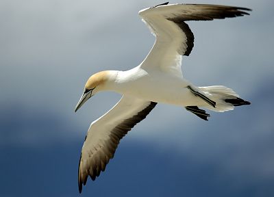 birds, gannets - random desktop wallpaper