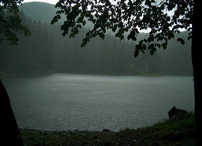trees, rain, lakes - related desktop wallpaper