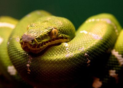 snakes - random desktop wallpaper