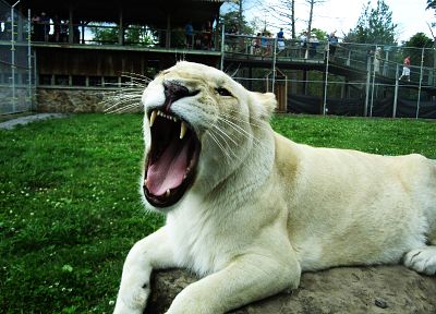 lions, white lions - desktop wallpaper