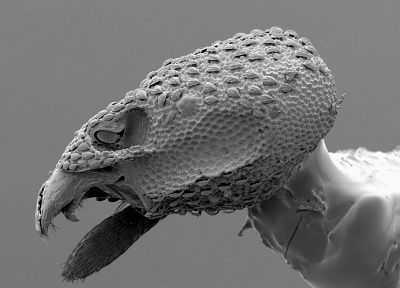 insects, macro, ant - random desktop wallpaper