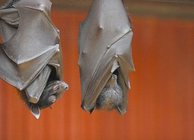 animals, upside down, bats - desktop wallpaper