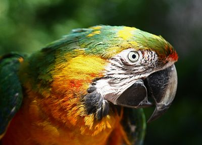 birds, animals, parrots, Macaw - desktop wallpaper