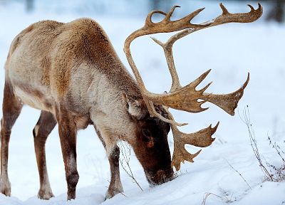 animals, reindeer - desktop wallpaper
