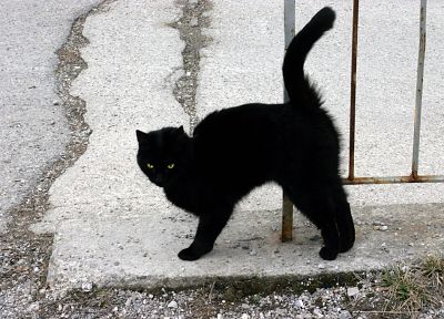 Black Cat, kittens - duplicate desktop wallpaper