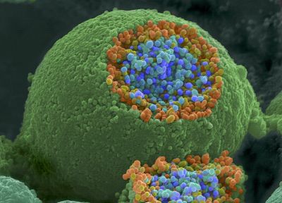 macro, microscopic, cells - desktop wallpaper