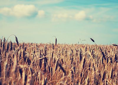landscapes, fields, wheat - desktop wallpaper