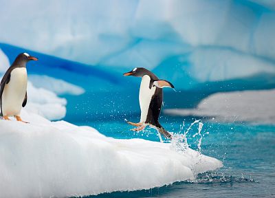 water, ice, snow, birds, jumping, penguins, splashes - random desktop wallpaper