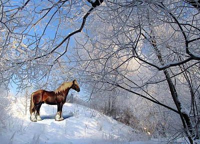 nature, snow, horses - random desktop wallpaper