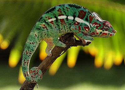 chameleons - duplicate desktop wallpaper