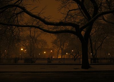 trees, night - desktop wallpaper