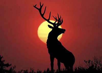 sunset, deer, elk - related desktop wallpaper