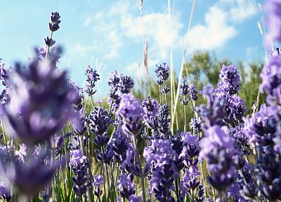 flowers, lavender, purple flowers - duplicate desktop wallpaper
