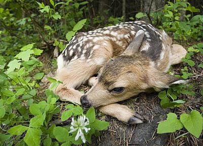 forests, national, Oregon, fawn - related desktop wallpaper