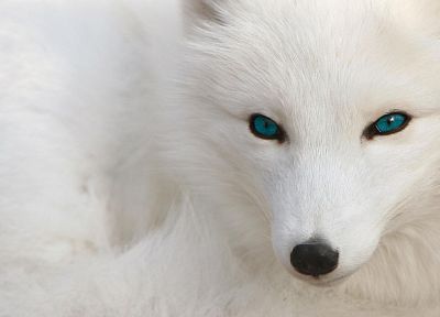 blue eyes, arctic fox, foxes - random desktop wallpaper