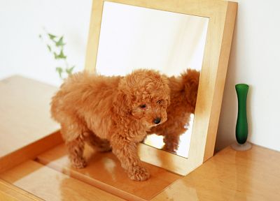 animals, dogs - related desktop wallpaper