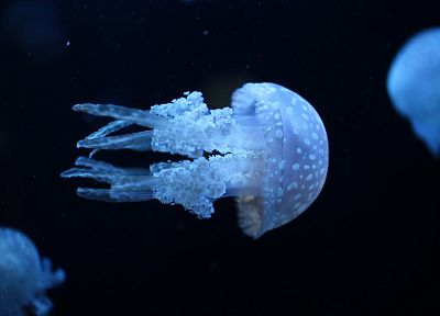 blue, ocean, jellyfish - duplicate desktop wallpaper