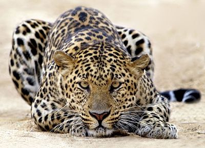 animals, leopards - related desktop wallpaper