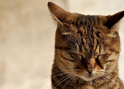 cats, animals, closed eyes - related desktop wallpaper