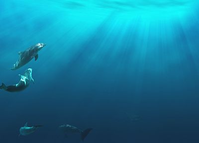 dolphins, underwater - random desktop wallpaper