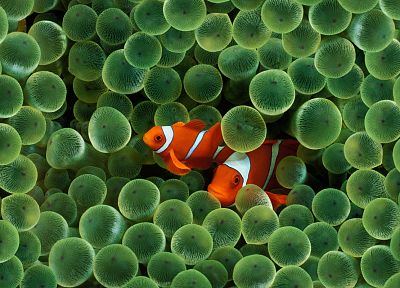 fish, clownfish - random desktop wallpaper