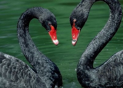 birds, swans - desktop wallpaper