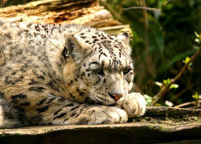 cats, animals, outdoors, leopards - desktop wallpaper