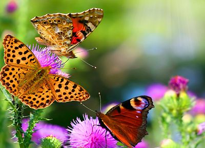 nature, flowers, insects, depth of field, butterflies - desktop wallpaper