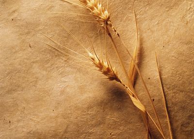 wheat - desktop wallpaper