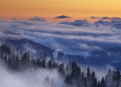 landscapes, forests, hills, mist - duplicate desktop wallpaper