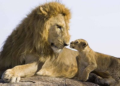 animals, cubs, lions, baby animals - duplicate desktop wallpaper