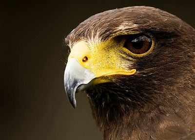 birds, raptor, falcon bird - desktop wallpaper