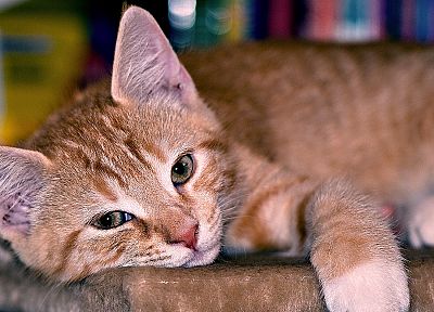 cats, animals, lying down - desktop wallpaper