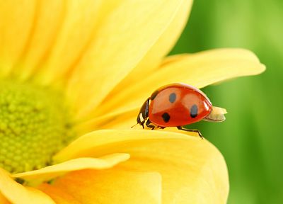 nature, flowers, insects, plants, flower petals, ladybirds - related desktop wallpaper