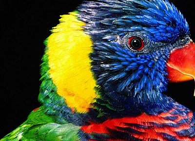 birds, parrots, rainbow lorikeet - random desktop wallpaper