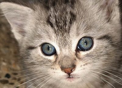 close-up, cats, kittens - random desktop wallpaper