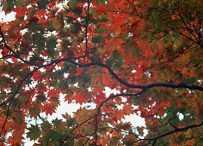 nature, trees, autumn - random desktop wallpaper