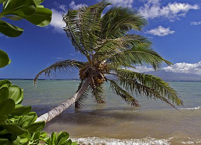 ocean, palm trees - duplicate desktop wallpaper