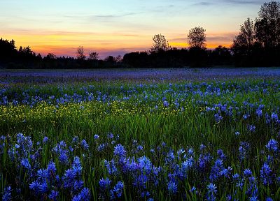 landscapes, flowers, blue flowers - desktop wallpaper