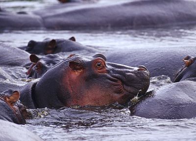 wildlife, hippopotamus, Africa, Wild Africa - duplicate desktop wallpaper